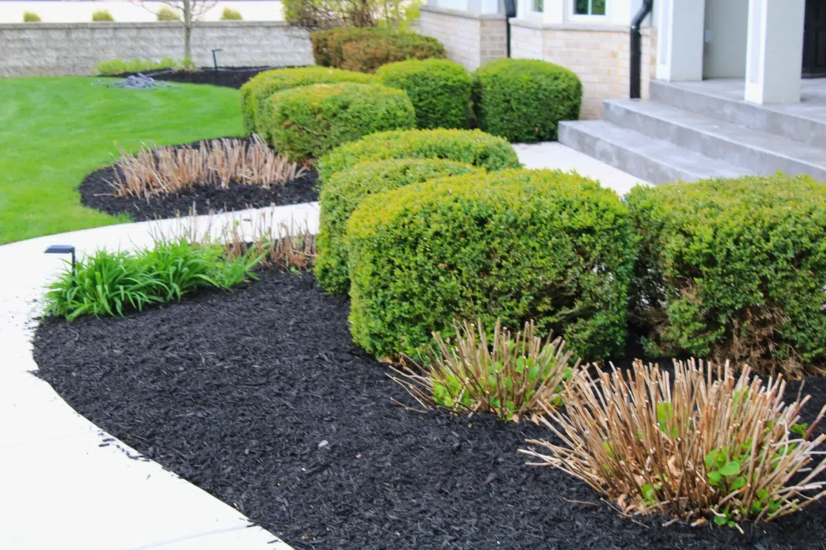 Freshly installed black mulch beds with boxwood shrubs in Wales, WI by Best Bark Mulch
