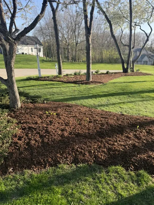 Brown mulch spread around trees at a Pewaukee, WI property by Best Bark Mulch